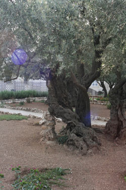 Garden of Gethsemane