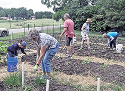 Members of St. Barnabas Parish and Friedens United Church of Christ, both in Indianapolis, work together on June 12 in a garden on the grounds of the Friedens faith community. The produce from the garden, sponsored by St. Barnabas, will be given to people in need who come to a food pantry at St. Anthony Parish on the near west side of Indianapolis. Members of St. Barnabas help operate the pantry. (Photo by Sean Gallagher) 